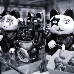 KISS cats